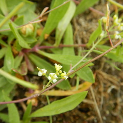 Arabis nuttallii