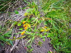 Stenomesson aurantiacum