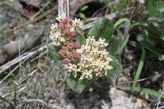 Asclepias jaliscana