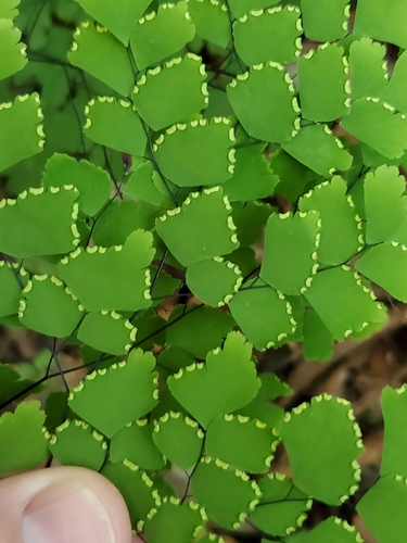 Adiantum amplum (Adiantum amplum)