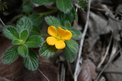 Turnera callosa
