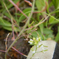 Arabis nuttallii