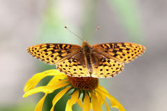 Speyeria hesperis
