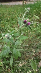 Carduus crispus