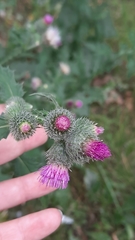 Carduus crispus