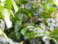 Boiga melanota