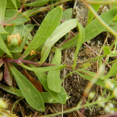 Arabis nuttallii