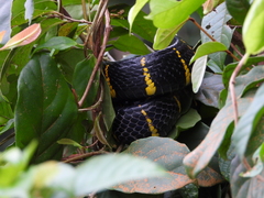 Boiga melanota