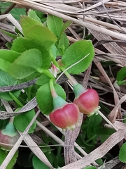 Vaccinium myrtillus