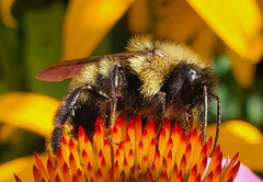 Bombus citrinus