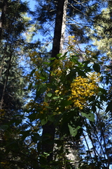 Rumfordia floribunda