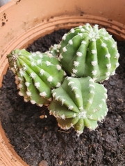 Echinopsis subdenudata