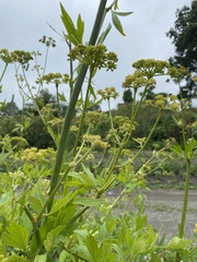 Levisticum officinale