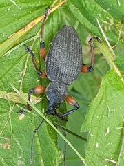 Otiorhynchus sensitivus