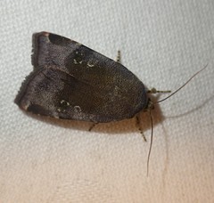 Noctua janthina