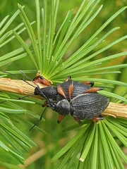 Otiorhynchus sensitivus