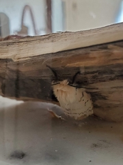 Lymantria dispar dispar