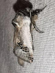 Parahypopta caestrum