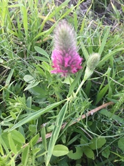 Trifolium purpureum