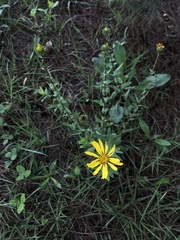 Grindelia inuloides