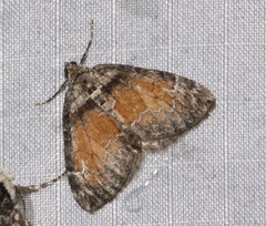 Dysstroma hersiliata