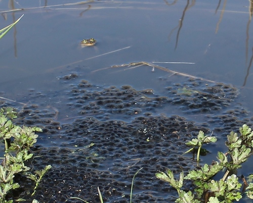 Oregon Spotted Frog (Rana pretiosa), a species recorded in Oregon