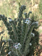 Oreocarya setosissima