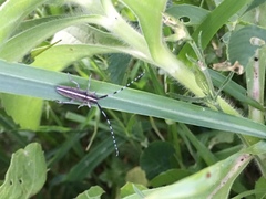 Agapanthia suturalis