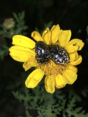 Oxythyrea noemi