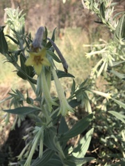 Lithospermum macromeria