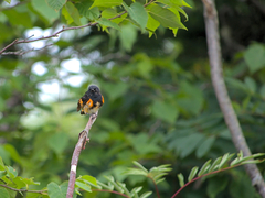 Setophaga ruticilla image