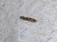Agraylea