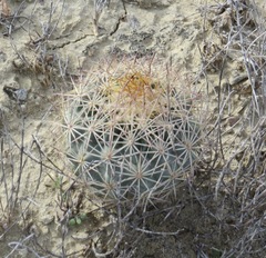 Echinomastus warnockii