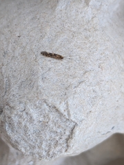 Agraylea