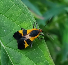 Oncopeltus fasciatus