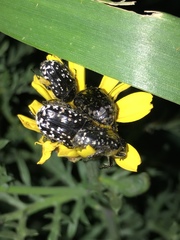 Oxythyrea noemi