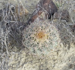 Echinomastus warnockii