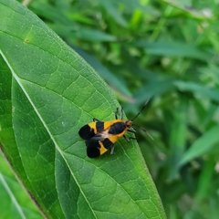 Oncopeltus fasciatus