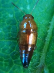 Tachyporus abdominalis