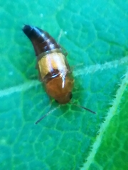 Tachyporus abdominalis