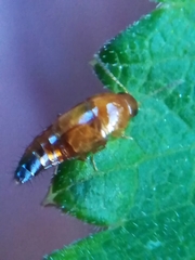 Tachyporus abdominalis