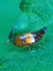 Tachyporus abdominalis