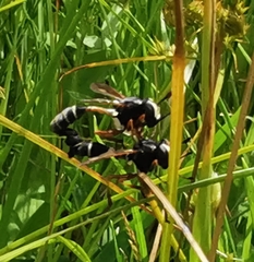 Physocephala rufipes