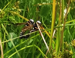 Physocephala rufipes