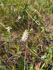 Vicia biennis
