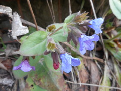Pulmonaria vallarsae