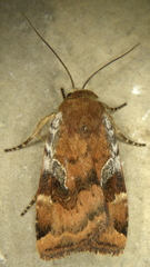 Cryptocala acadiensis