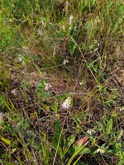 Vicia biennis
