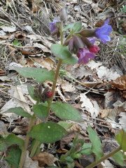 Pulmonaria vallarsae