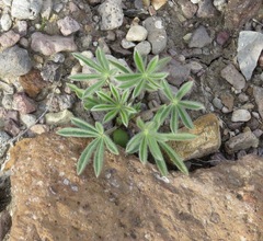 Lupinus havardii